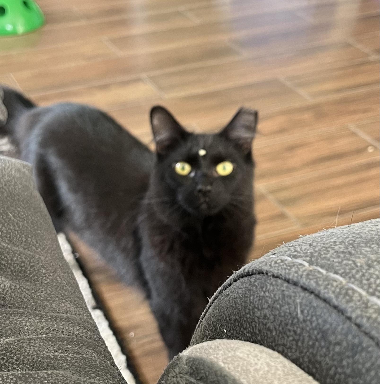 BDub, Adoptable, Adult Male Domestic Long Hair.