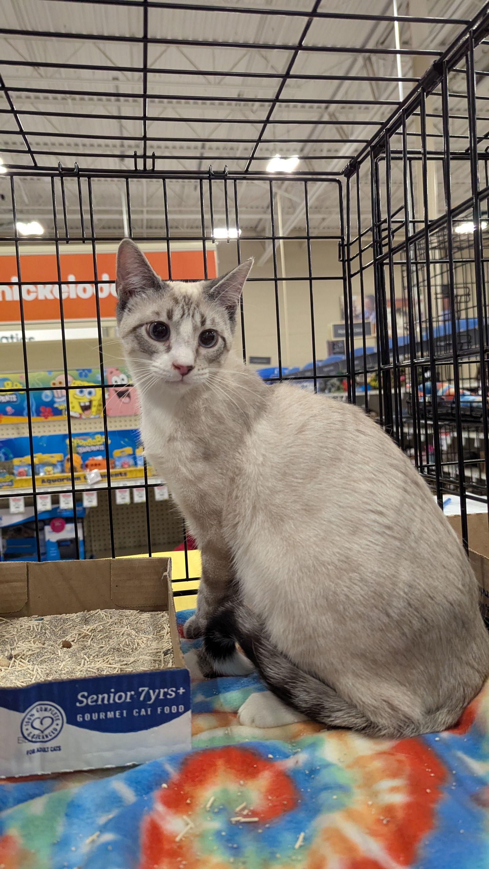 Corte 3008, Adoptable, Young Male Domestic Short Hair & Siamese.