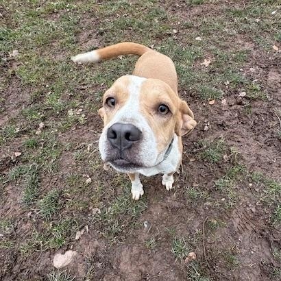 Bonnie, a Adoptable Beagle in Honesdale, PA image 2/4
