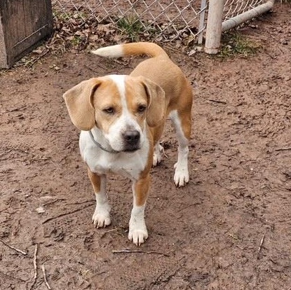 Bonnie, Adoptable, Adult Female Beagle.