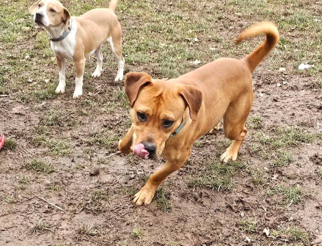 Bonnie, a Adoptable Beagle in Honesdale, PA image 3/4