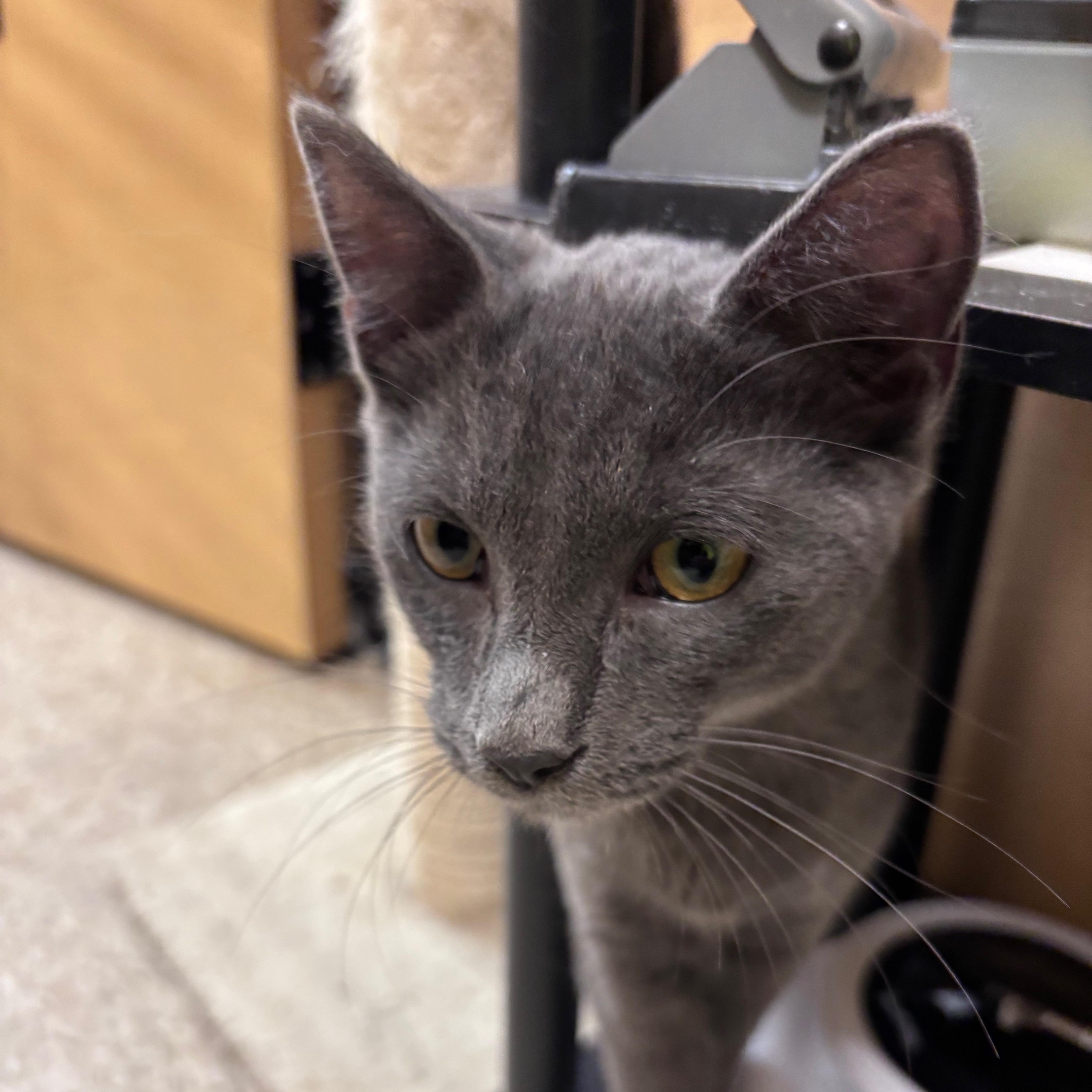 Reid, Adoptable, Kitten Male Domestic Short Hair.