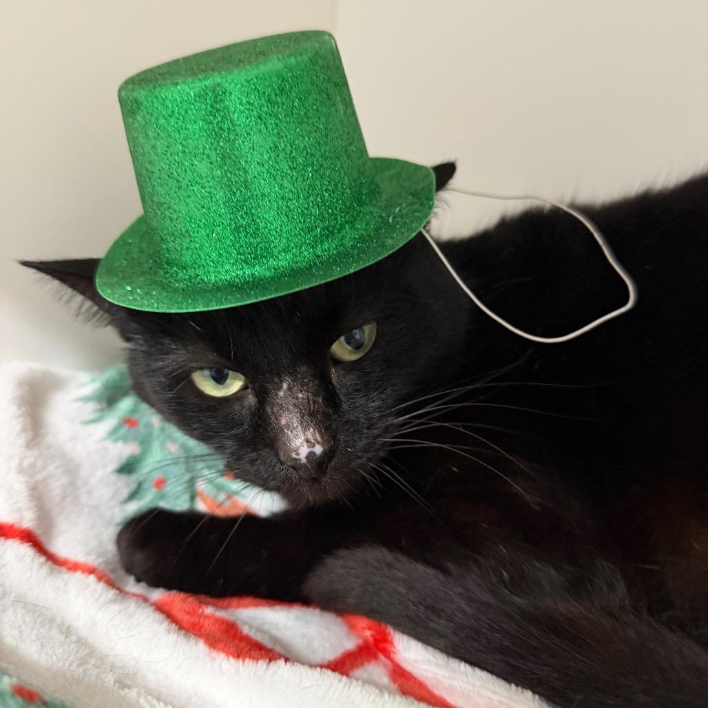 Enlarge Minnie, a Adoptable Domestic Short Hair in Clearwater, FL image 1/2