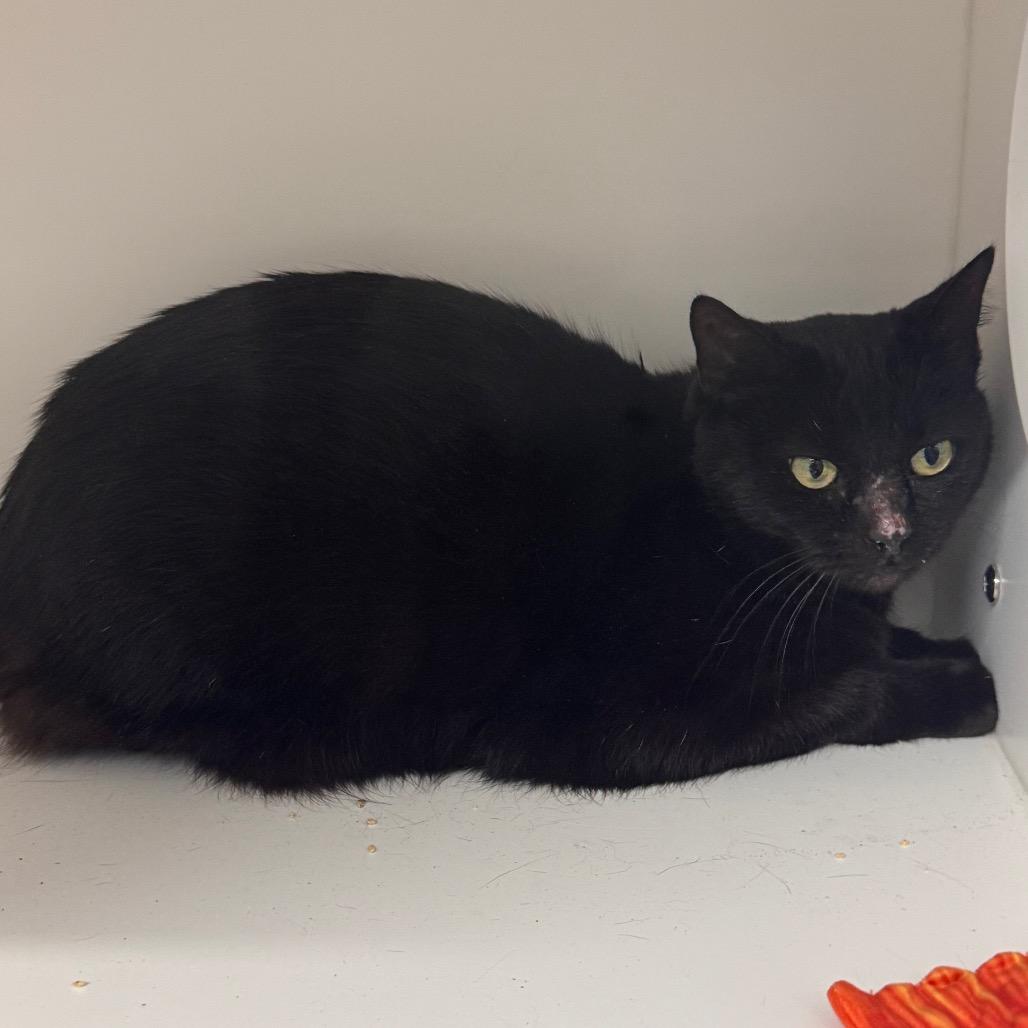 Enlarge Minnie, a Adoptable Domestic Short Hair in Clearwater, FL image 2/2