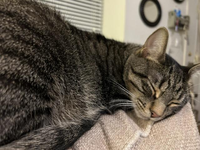 Sullivan, a ADOPTABLE Domestic Short Hair in Mount Pleasant, SC image 3/5