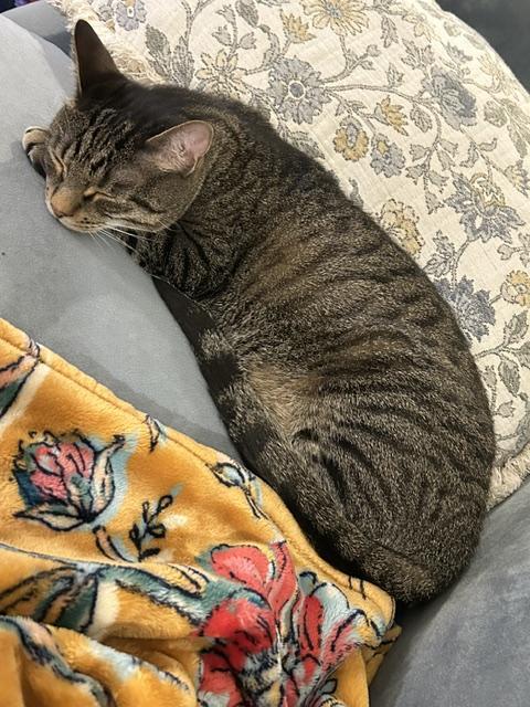 Sullivan, a ADOPTABLE Domestic Short Hair in Mount Pleasant, SC image 2/5