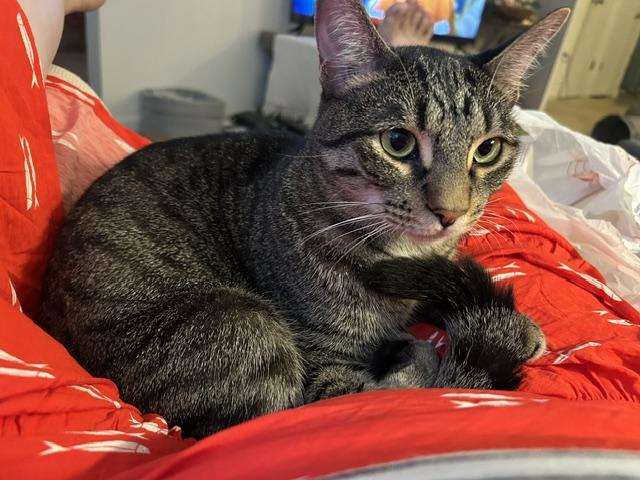 Sullivan, a ADOPTABLE Domestic Short Hair in Mount Pleasant, SC image 5/5