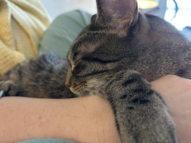 Sullivan, ADOPTABLE, Adult Male Domestic Short Hair.