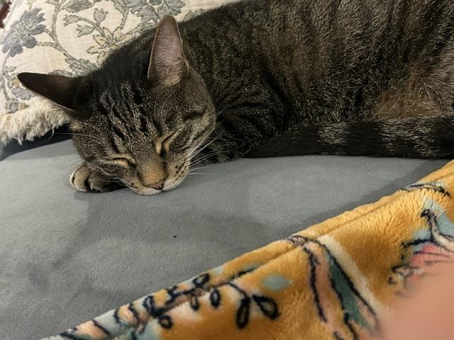 Sullivan, a ADOPTABLE Domestic Short Hair in Mount Pleasant, SC image 4/5