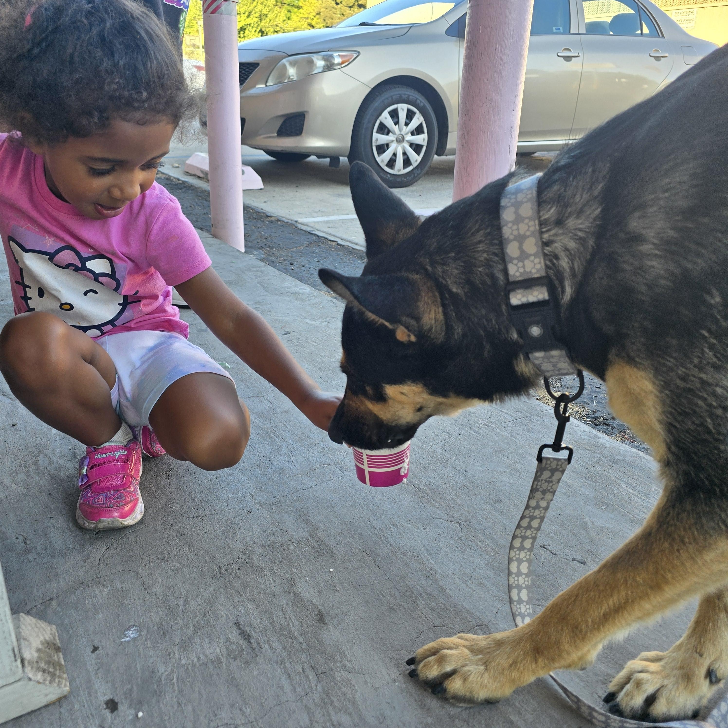 Enlarge Princess, a Adopted mixed breed in Stockton, CA image 6/6