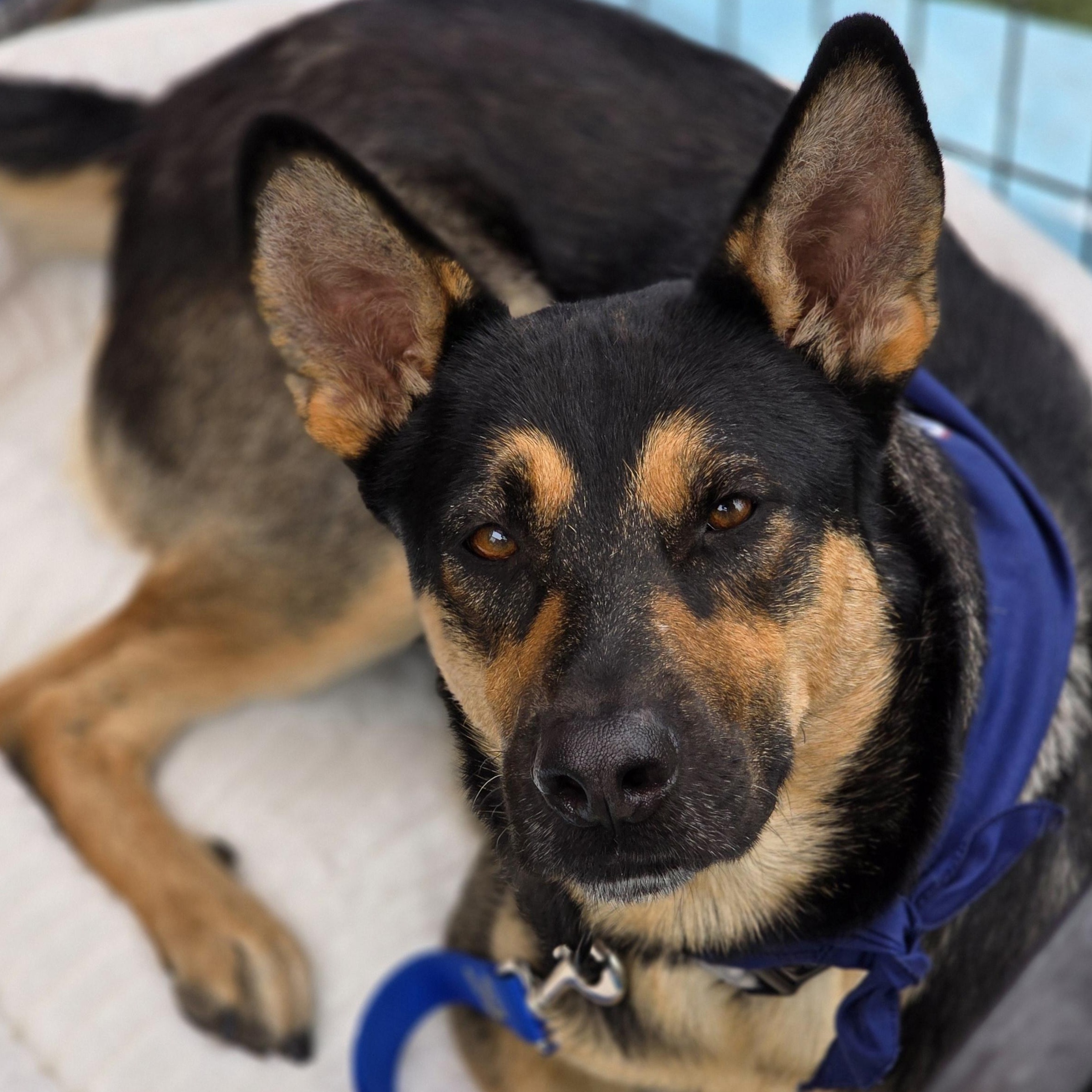 Enlarge Princess, a Adopted mixed breed in Stockton, CA image 3/6