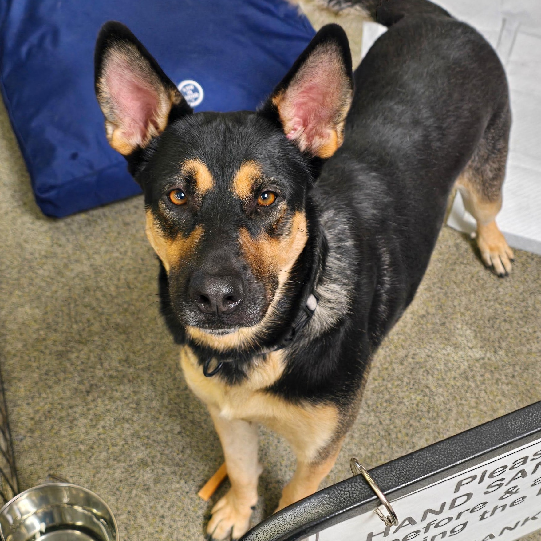 Enlarge Princess, a Adopted mixed breed in Stockton, CA image 4/6