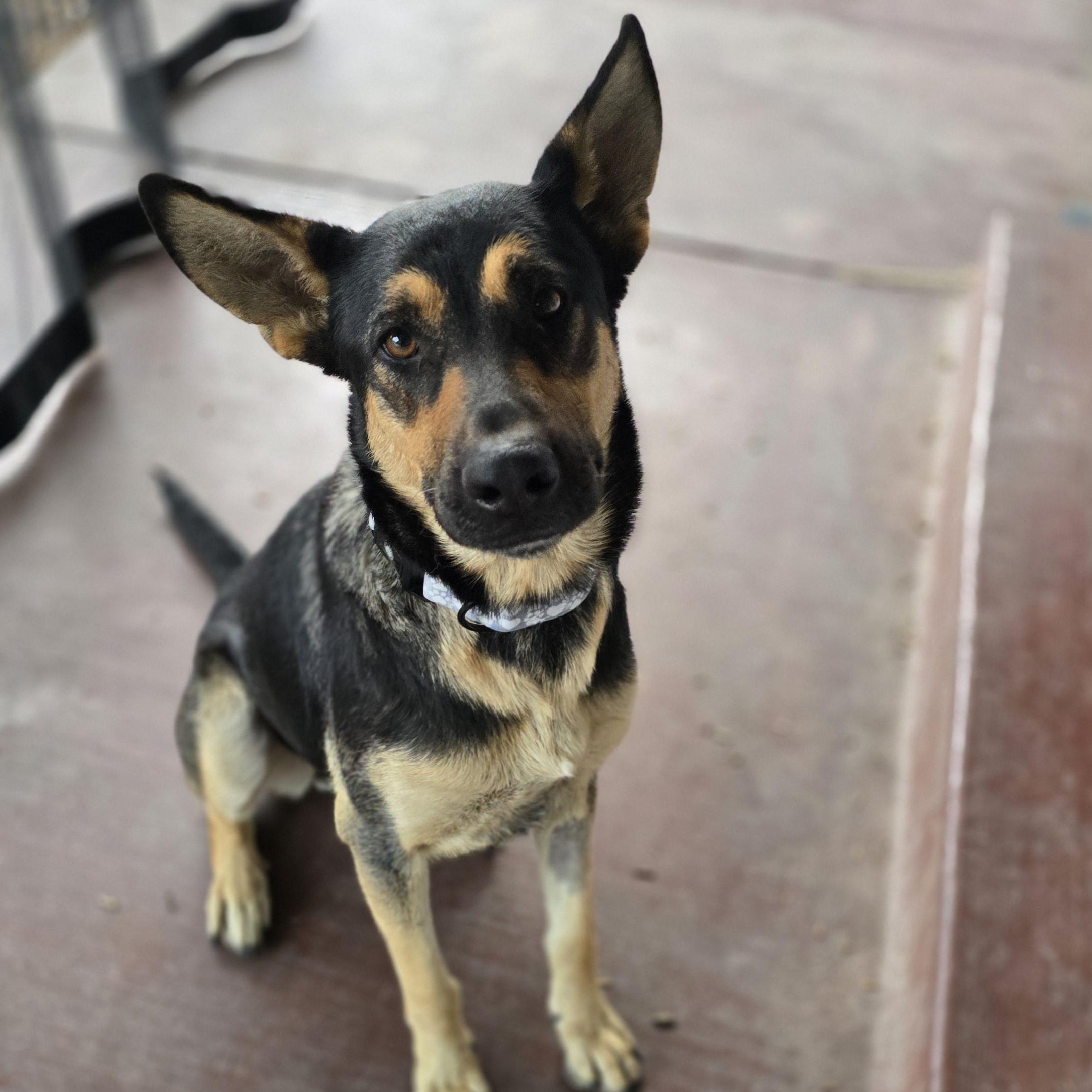 Enlarge Princess, a Adopted mixed breed in Stockton, CA image 1/6