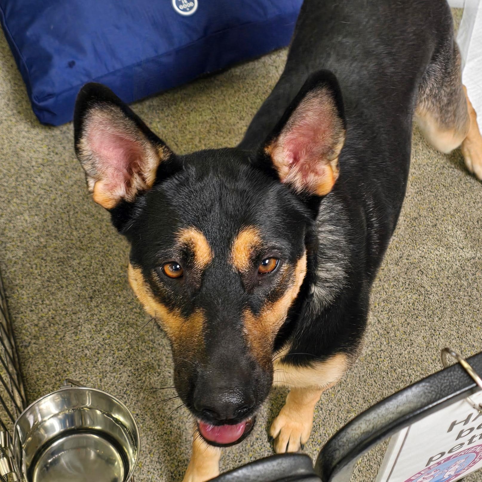 Enlarge Princess, a Adopted mixed breed in Stockton, CA image 5/6