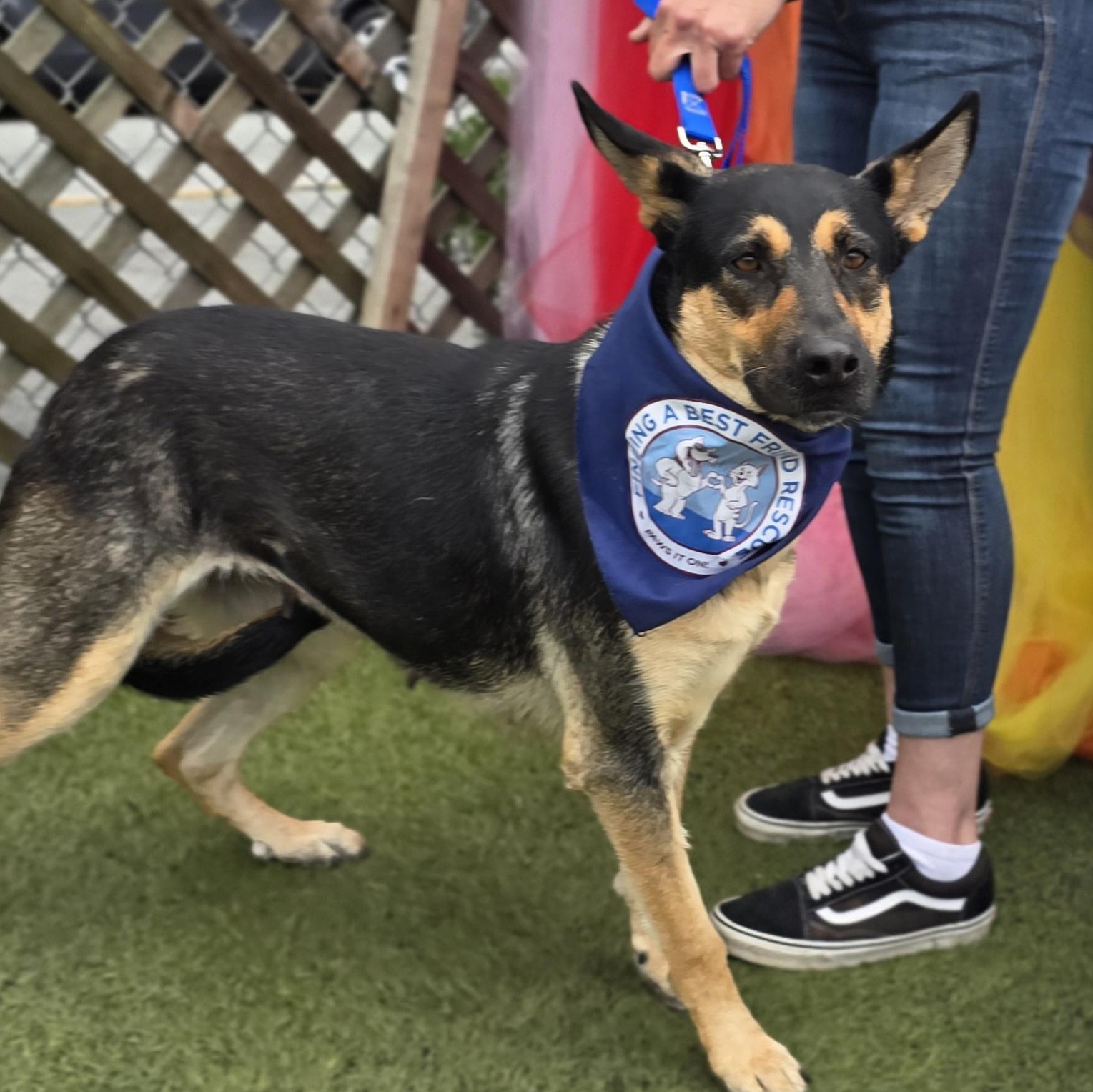 Enlarge Princess, a Adopted mixed breed in Stockton, CA image 2/6