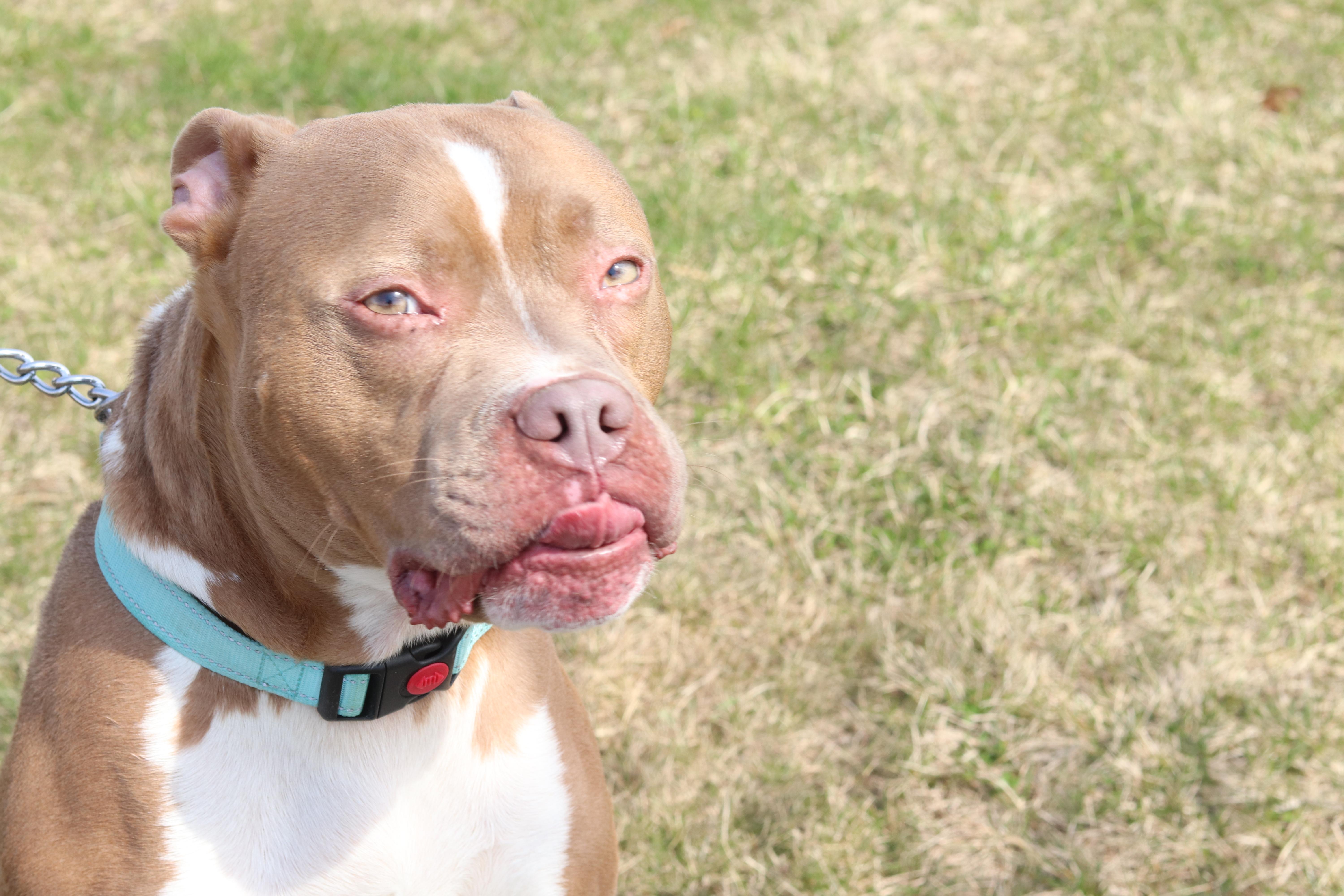 Enlarge Bear, a ADOPTABLE Mixed Breed in Ionia, MI image 5/6