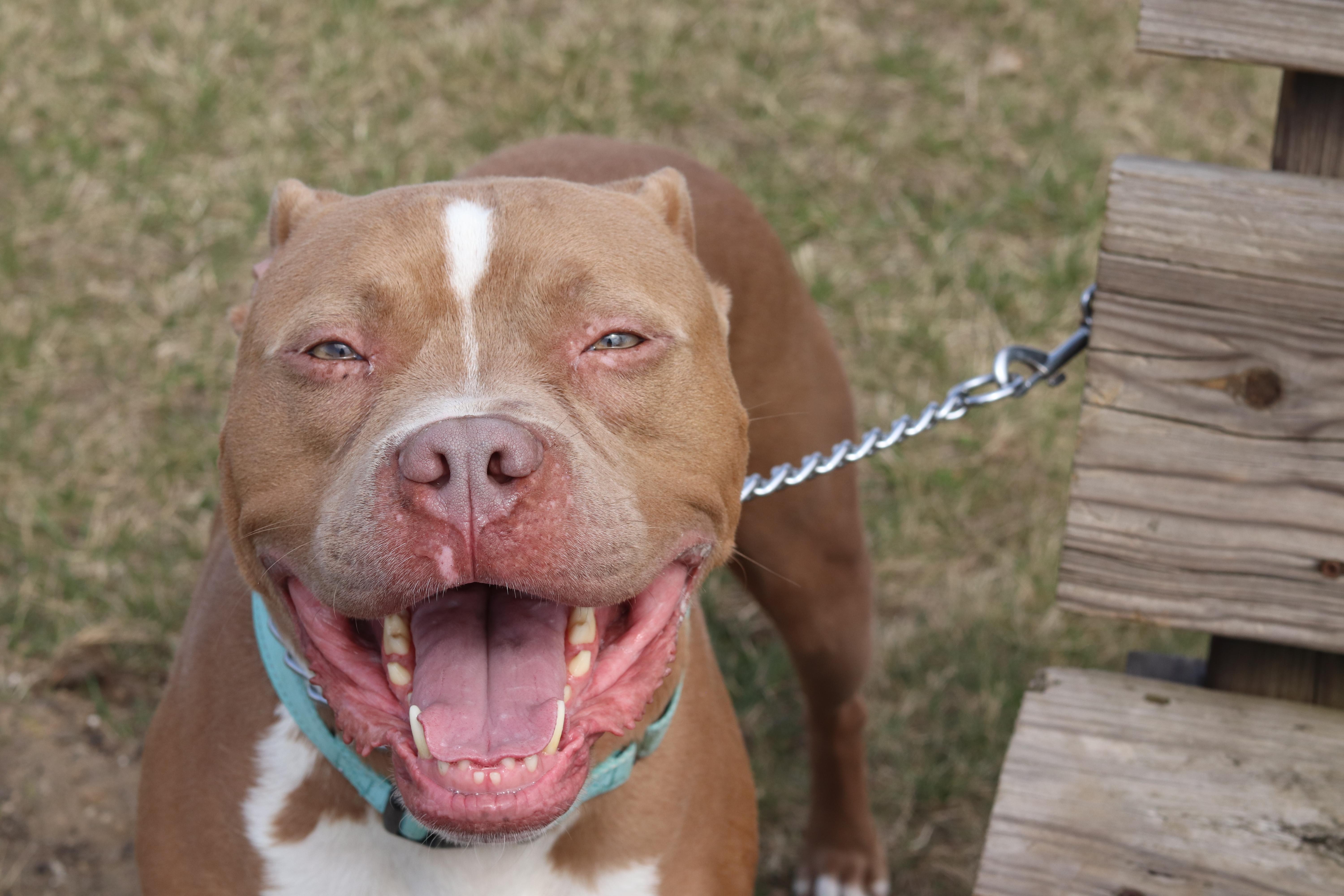 Enlarge Bear, a ADOPTABLE Mixed Breed in Ionia, MI image 1/6