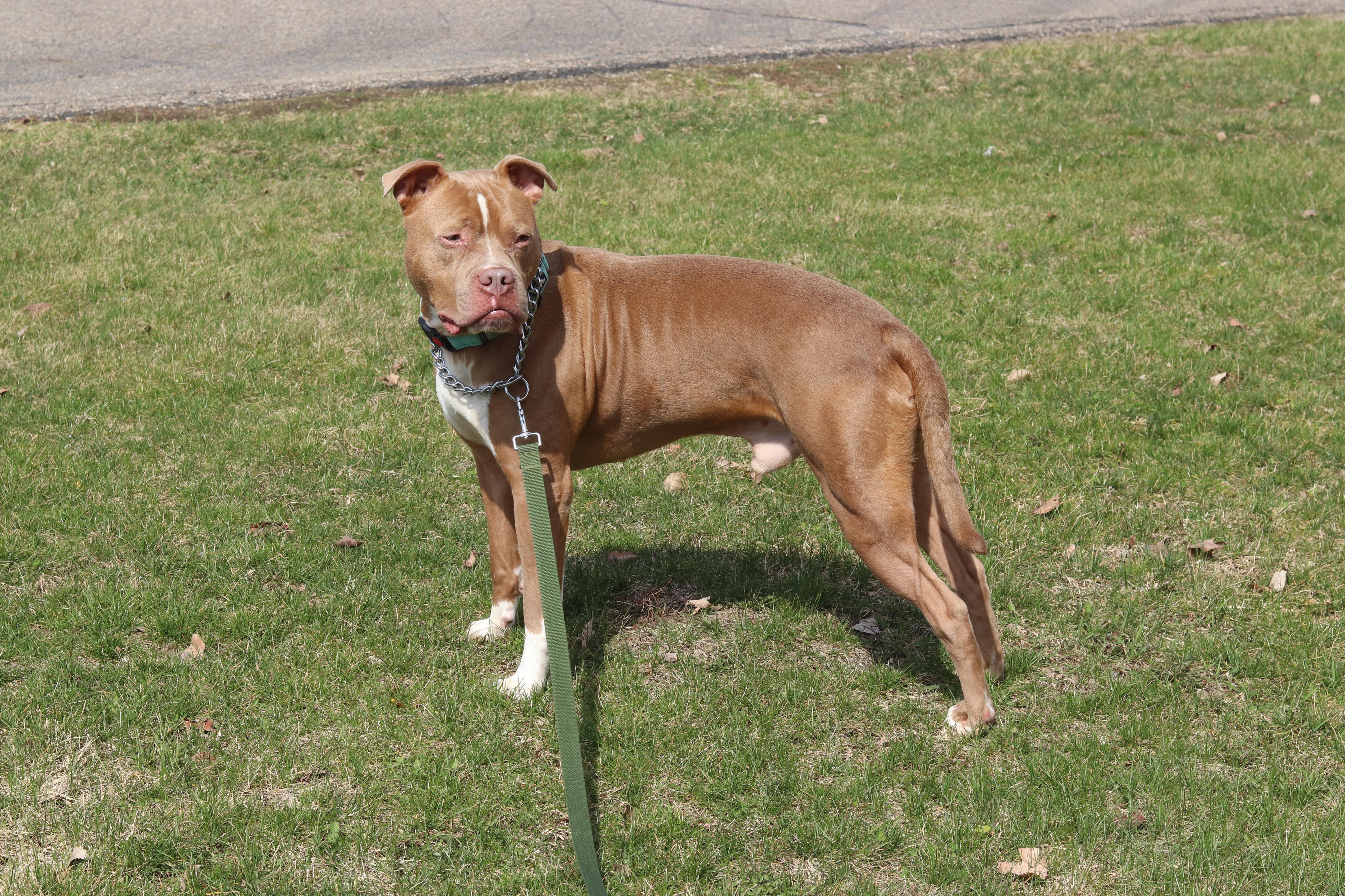 Enlarge Bear, a ADOPTABLE Mixed Breed in Ionia, MI image 3/6