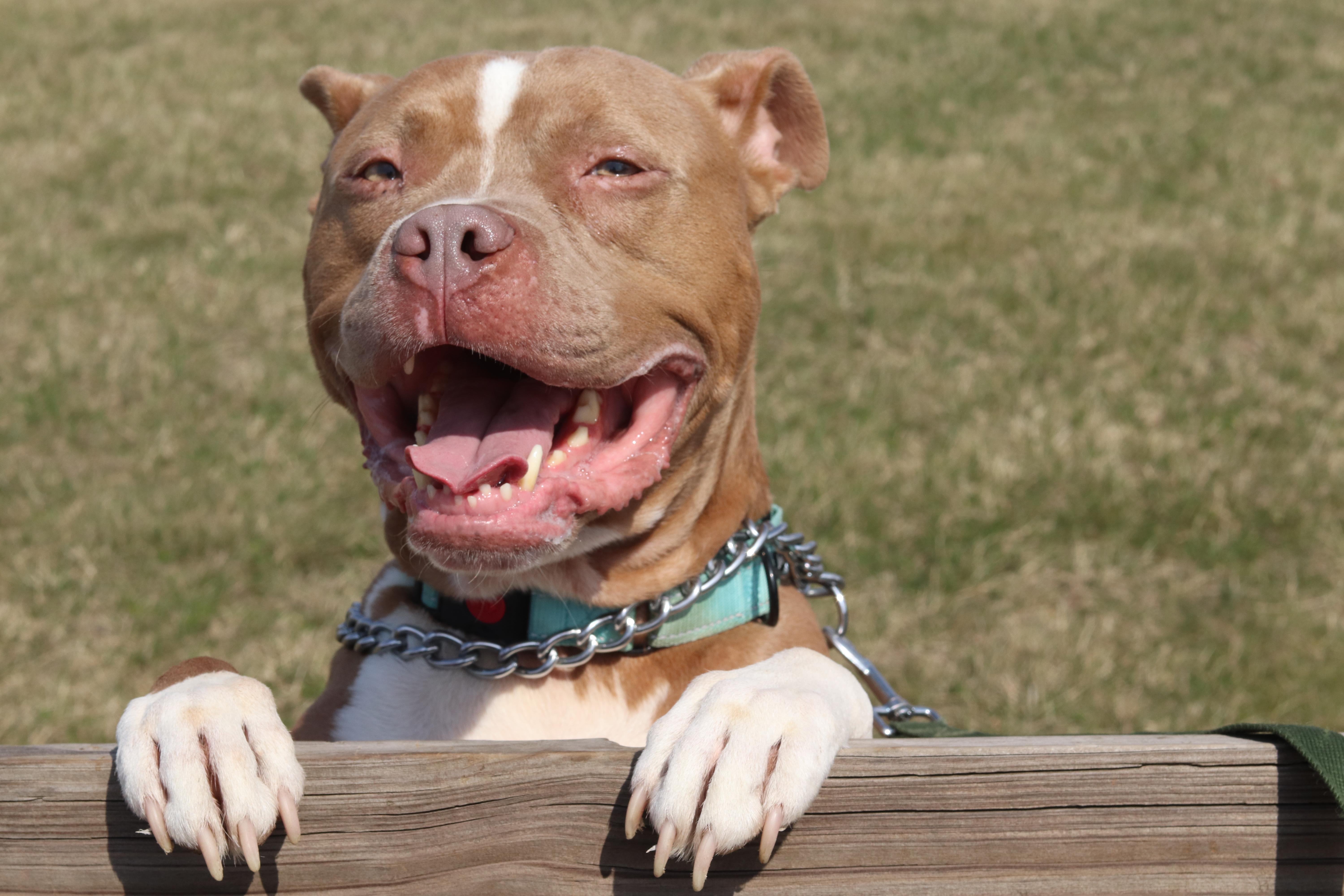 Enlarge Bear, a ADOPTABLE Mixed Breed in Ionia, MI image 6/6