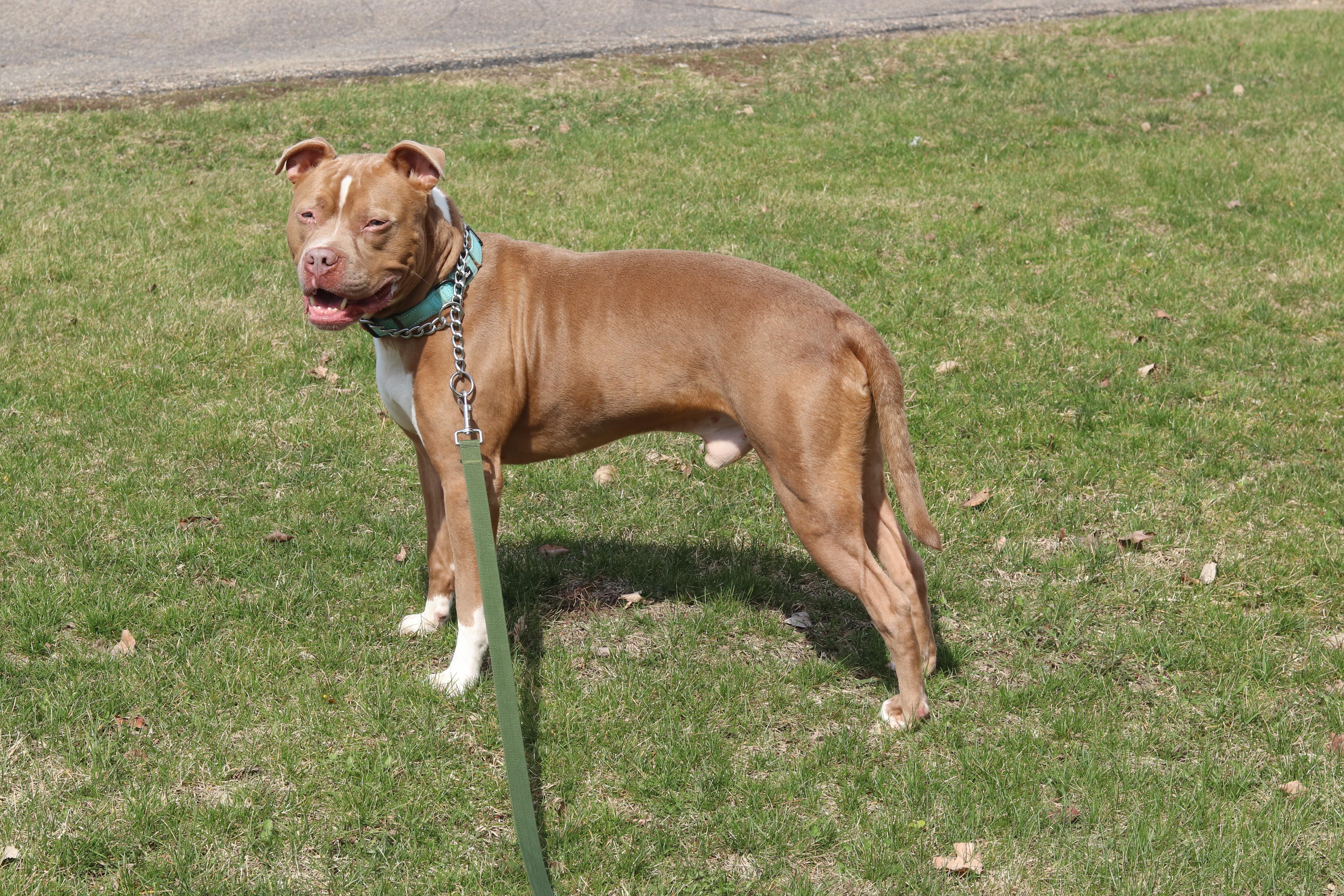 Enlarge Bear, a ADOPTABLE Mixed Breed in Ionia, MI image 4/6