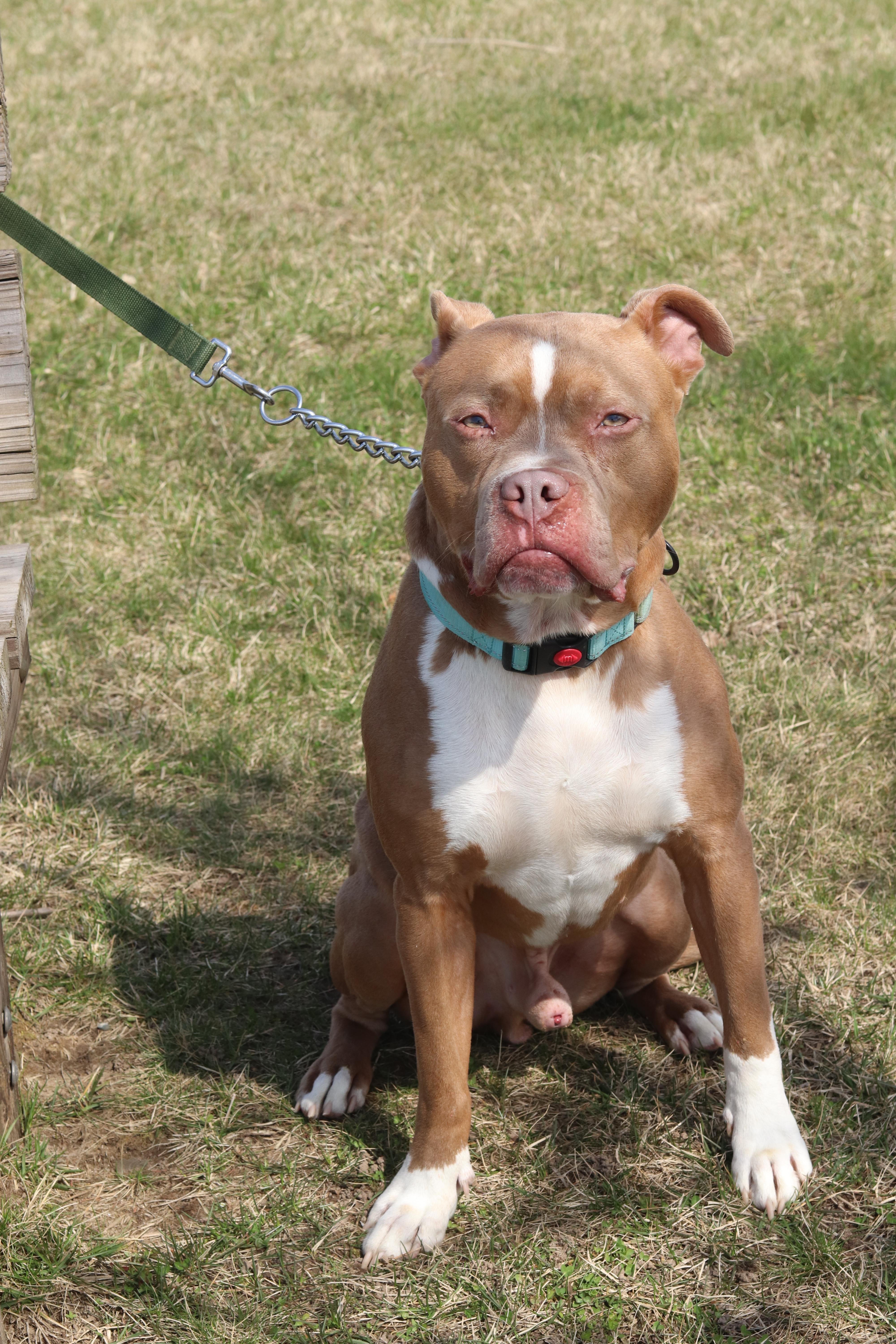 Enlarge Bear, a ADOPTABLE Mixed Breed in Ionia, MI image 2/6