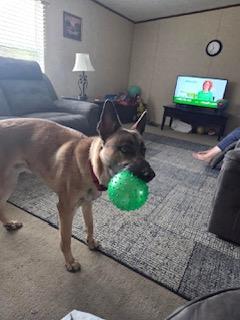 Atlas, ADOPTABLE, Young Male German Shepherd Dog.
