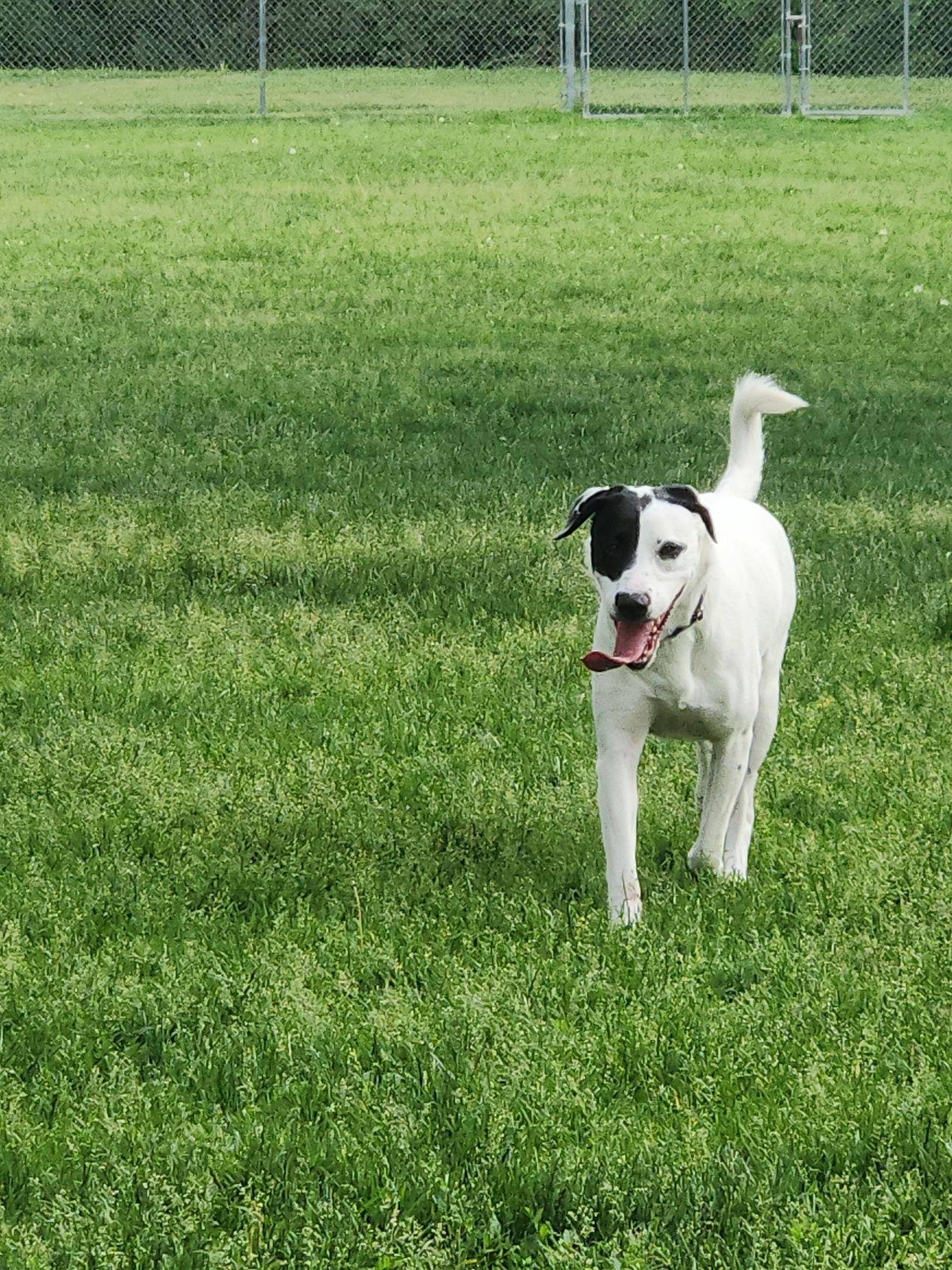 Benelli Belly, a Adoptable Retriever in Salt Lake City, UT image 1/2