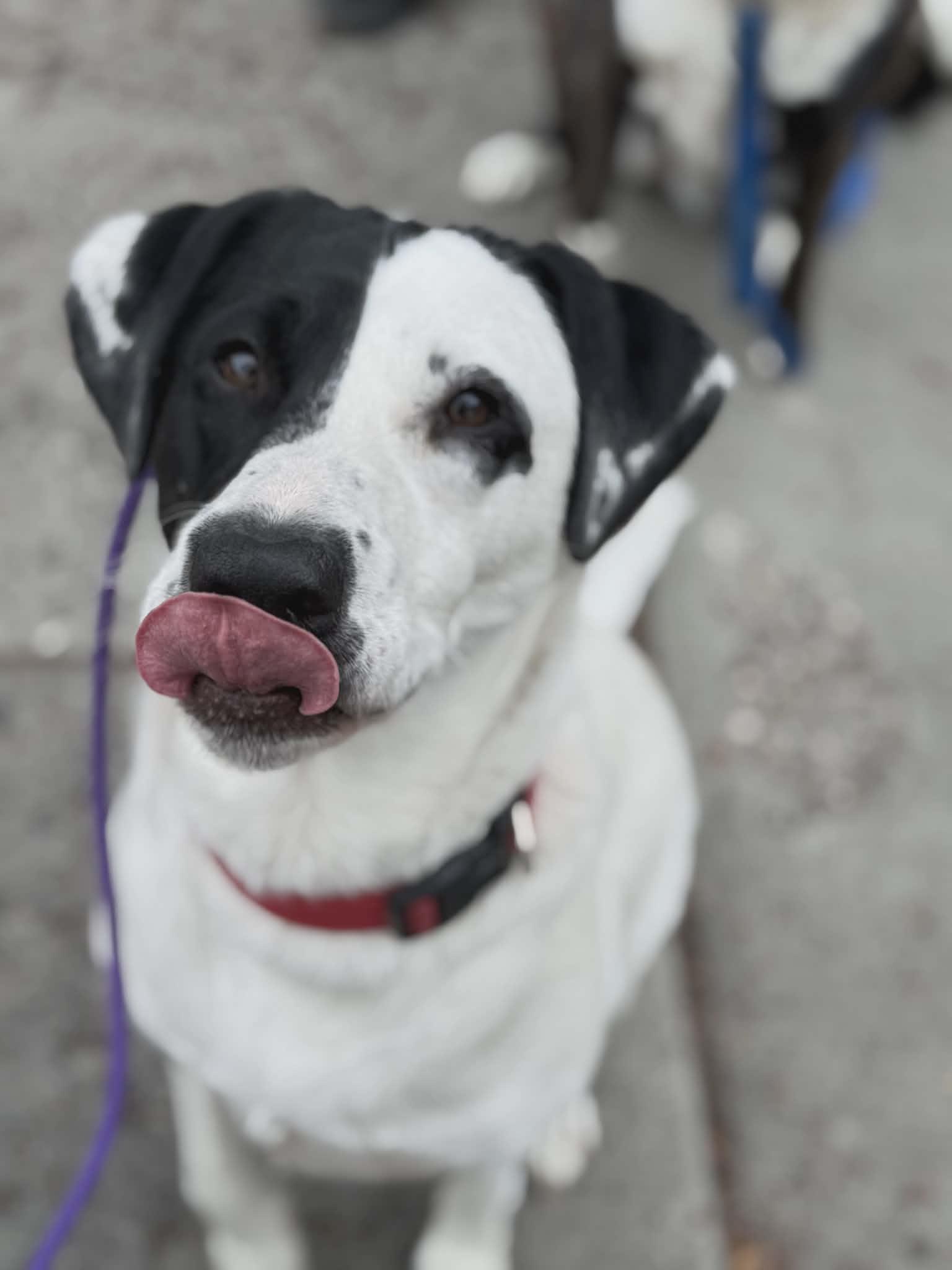 Enlarge Benelli Belly, a Adoptable Labrador Retriever in Salt Lake City, UT image 1/3