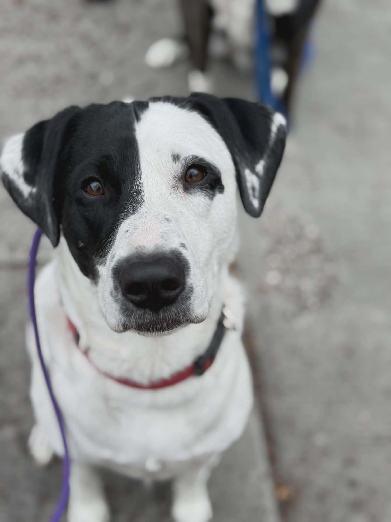 Enlarge Benelli Belly, a Adoptable Labrador Retriever in Salt Lake City, UT image 2/3