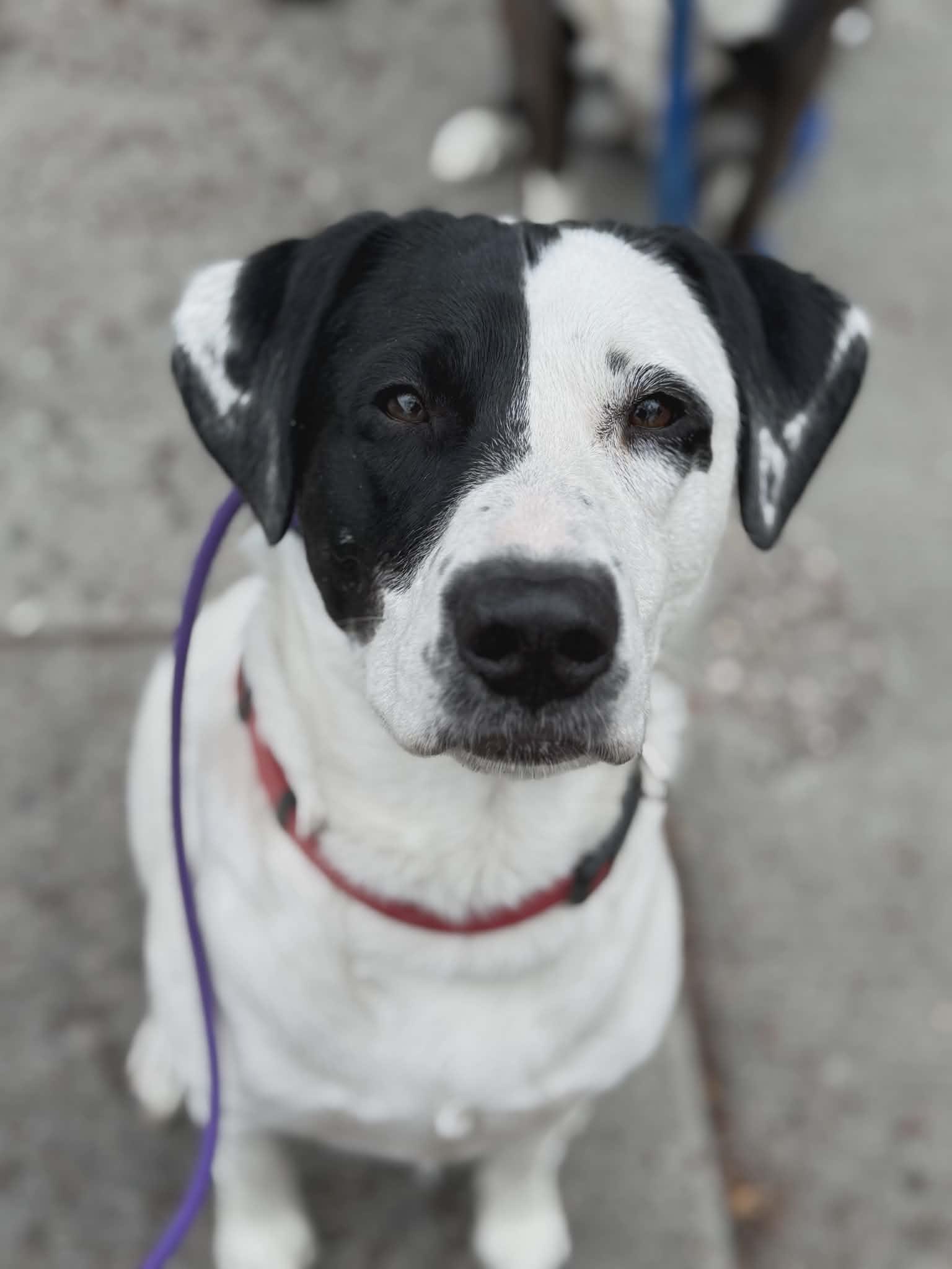 Enlarge Benelli Belly, a Adoptable Labrador Retriever in Salt Lake City, UT image 3/3