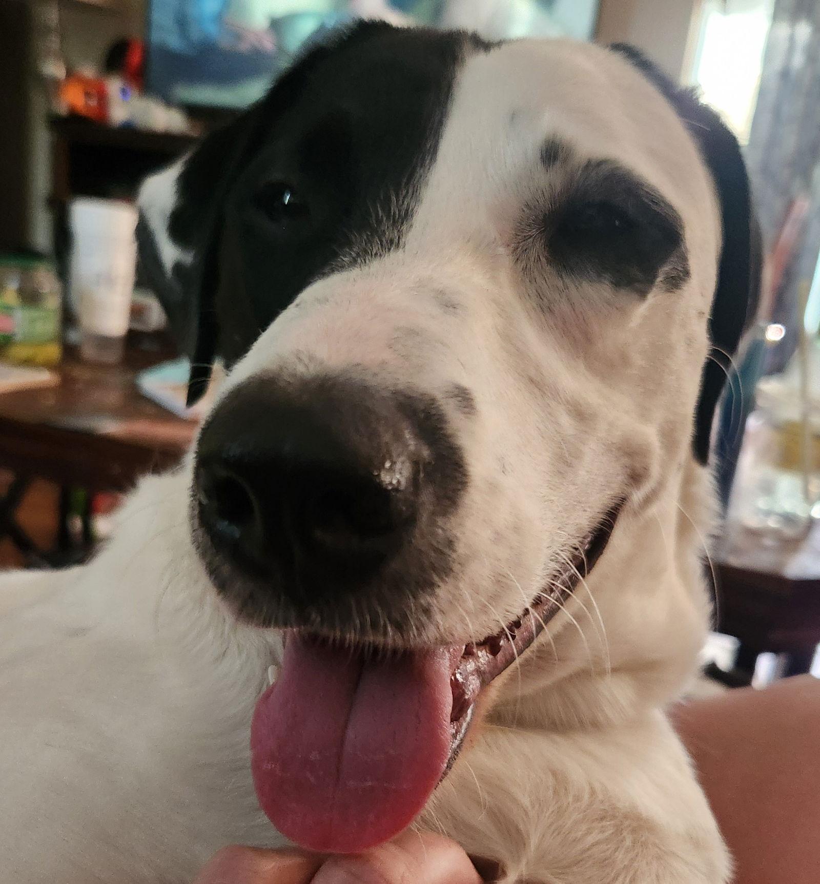 Benelli Belly, a Adoptable Retriever in Salt Lake City, UT image 2/2