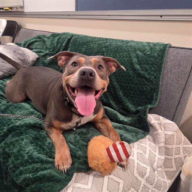 Enlarge ZEUS, a Adoptable Mixed Breed in Palmetto, FL image 1/1