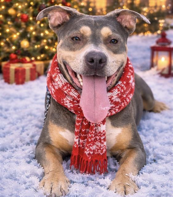 ZEUS, Adoptable, Adult Male Mixed Breed.