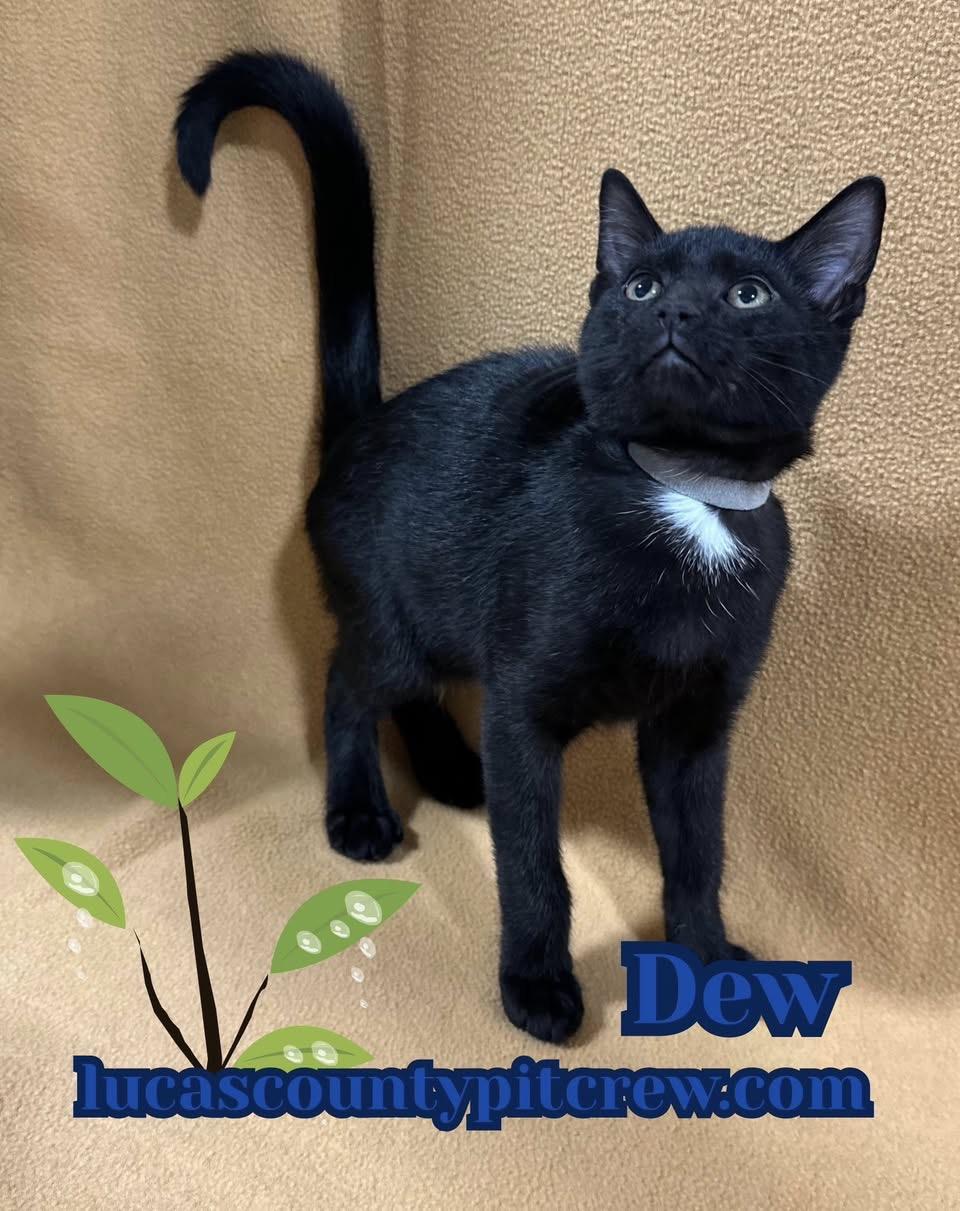 Enlarge Dew, a Adoptable mixed breed in Toledo, OH image 3/4