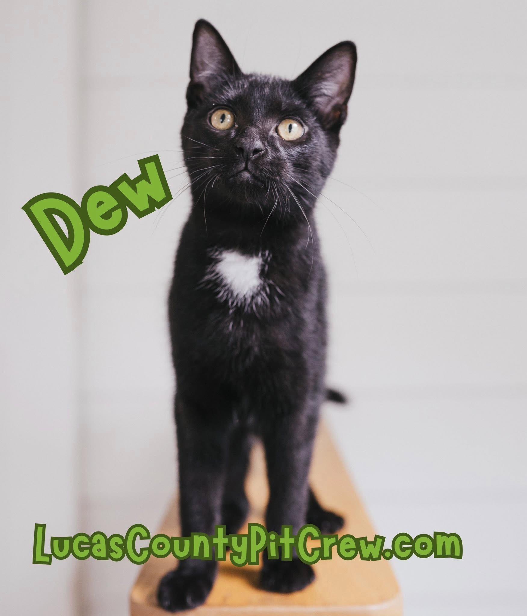Enlarge Dew, a Adoptable mixed breed in Toledo, OH image 1/4