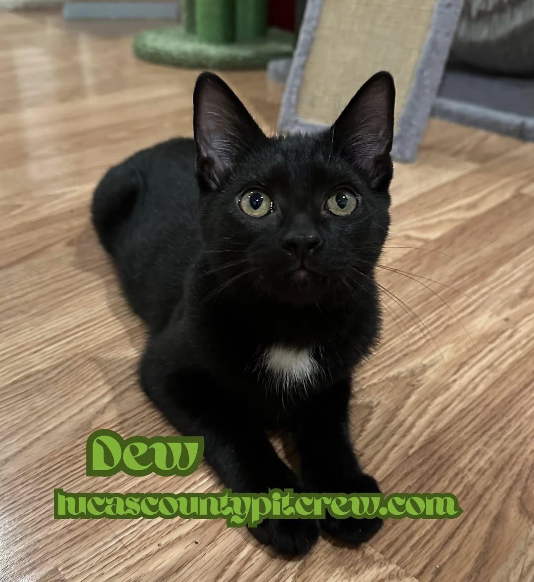 Enlarge Dew, a Adoptable mixed breed in Toledo, OH image 4/4