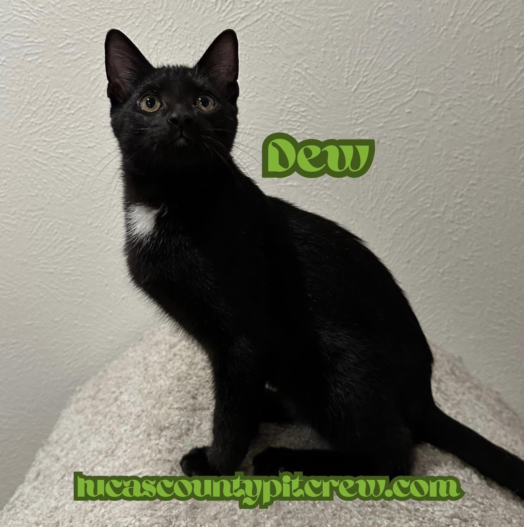 Enlarge Dew, a Adoptable mixed breed in Toledo, OH image 2/4