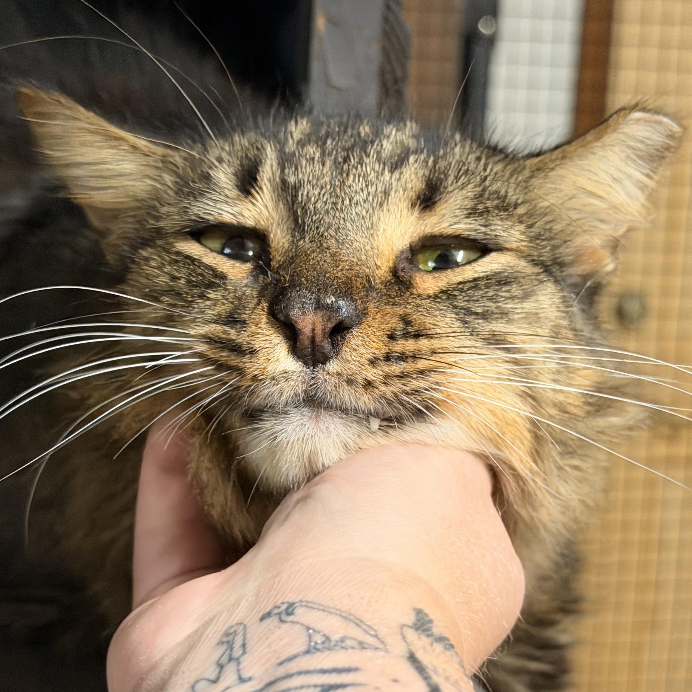 Enlarge Remmick, a Adoptable Domestic Medium Hair in Kissimmee, FL image 3/6