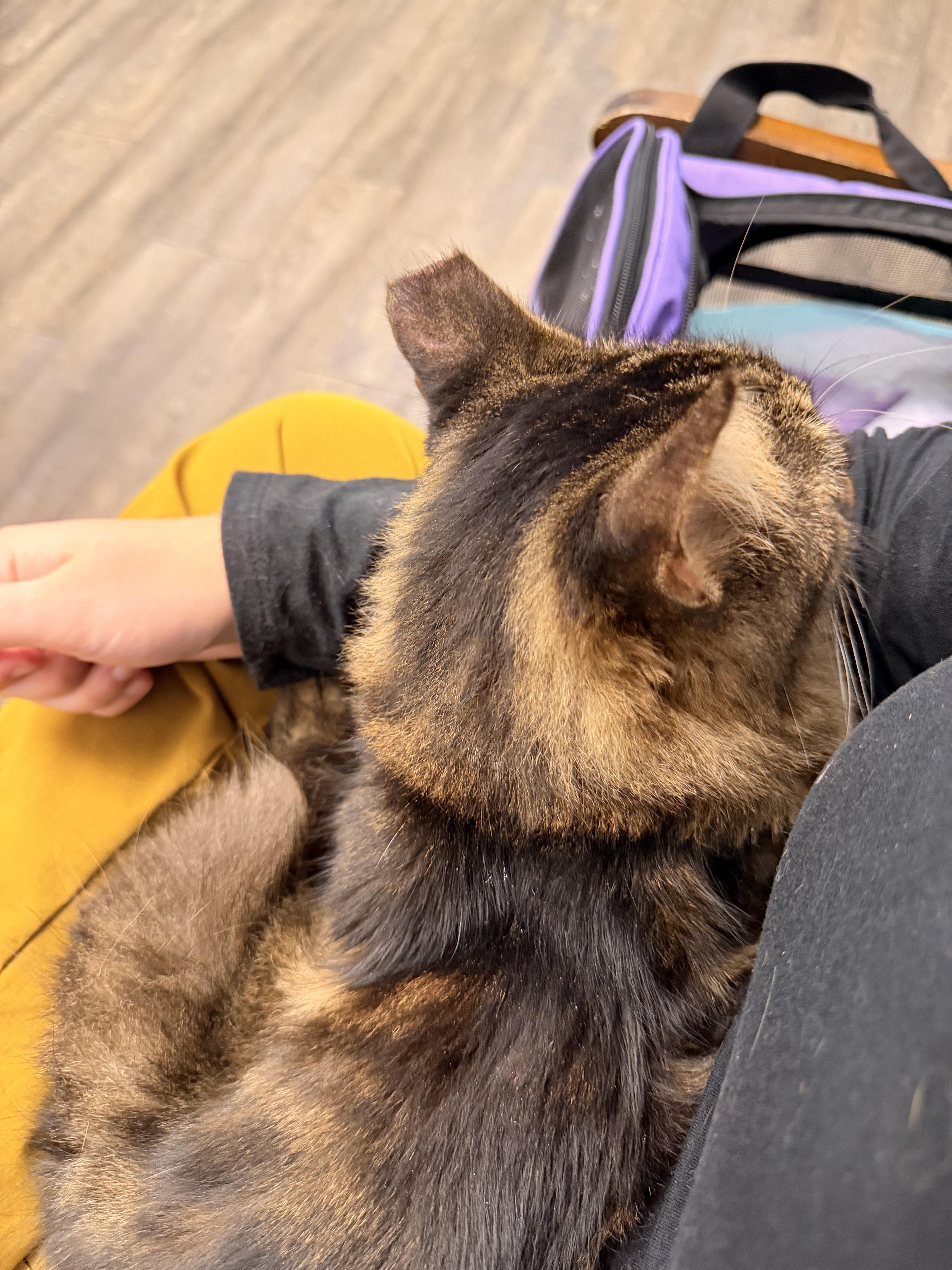 Enlarge Remmick, a Adoptable Domestic Medium Hair in Kissimmee, FL image 5/6