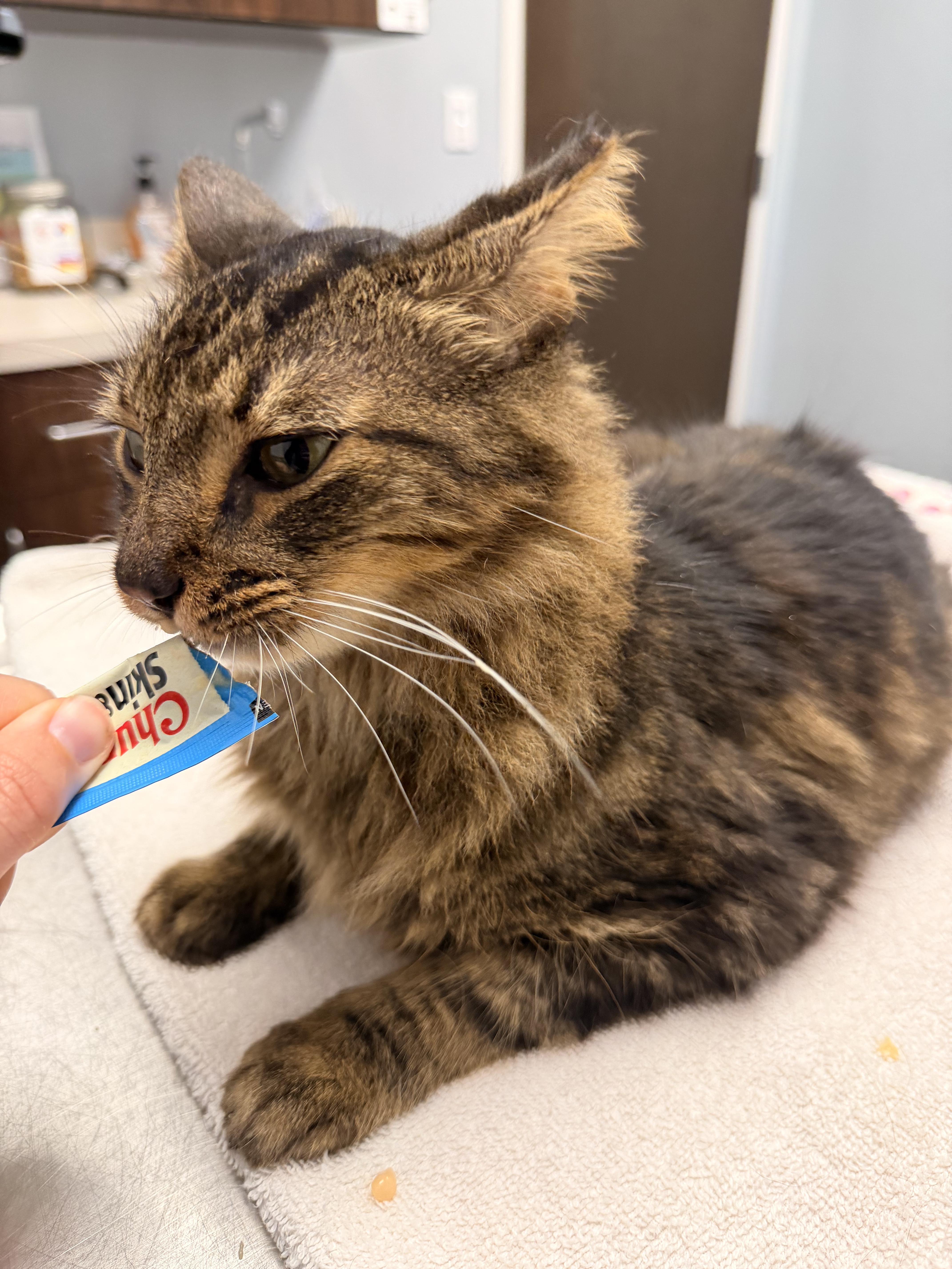 Enlarge Remmick, a Adoptable Domestic Medium Hair in Kissimmee, FL image 4/6