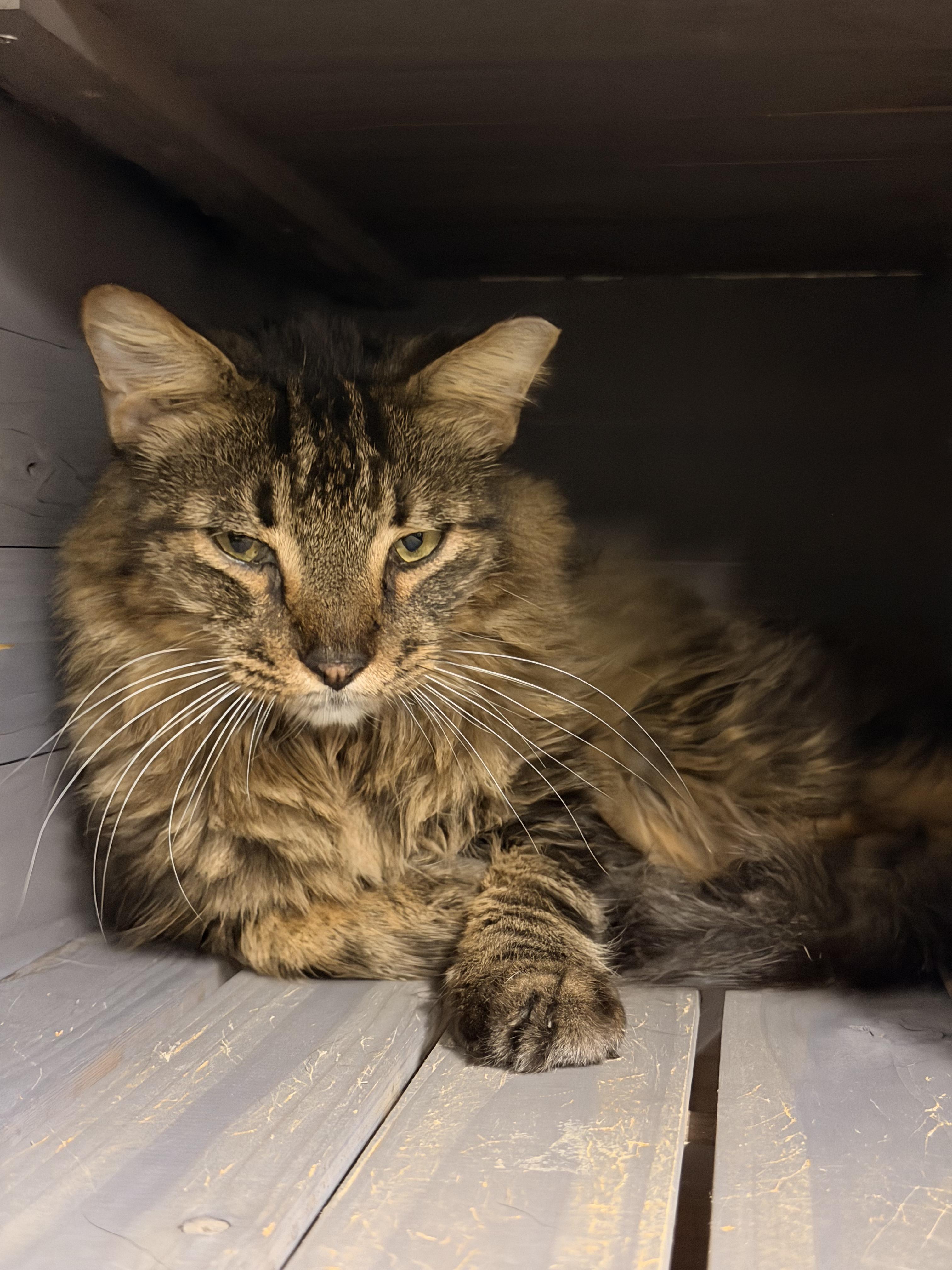 Enlarge Remmick, a Adoptable Domestic Medium Hair in Kissimmee, FL image 6/6