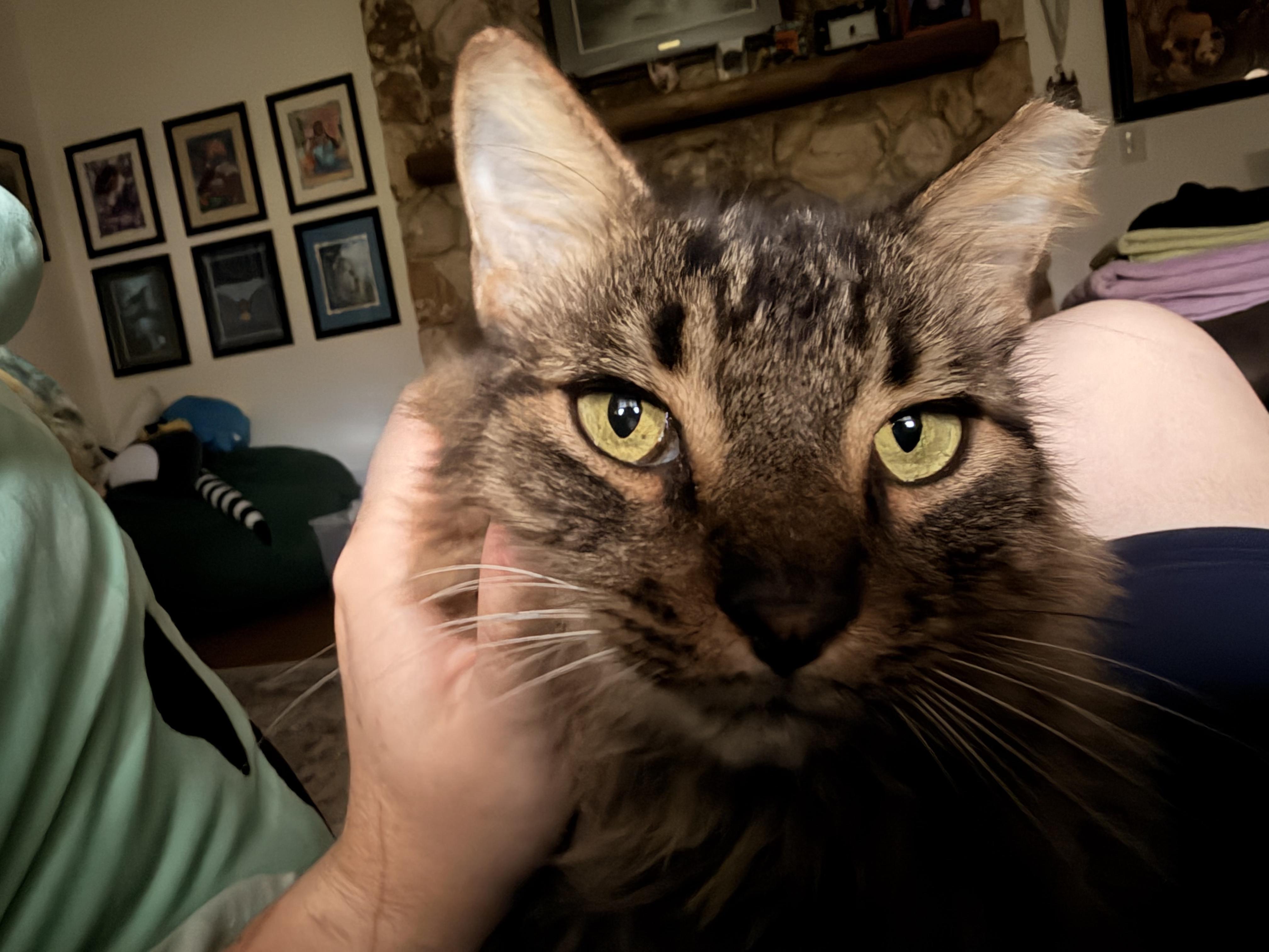 Enlarge Remmick, a Adoptable Domestic Medium Hair in Kissimmee, FL image 2/6