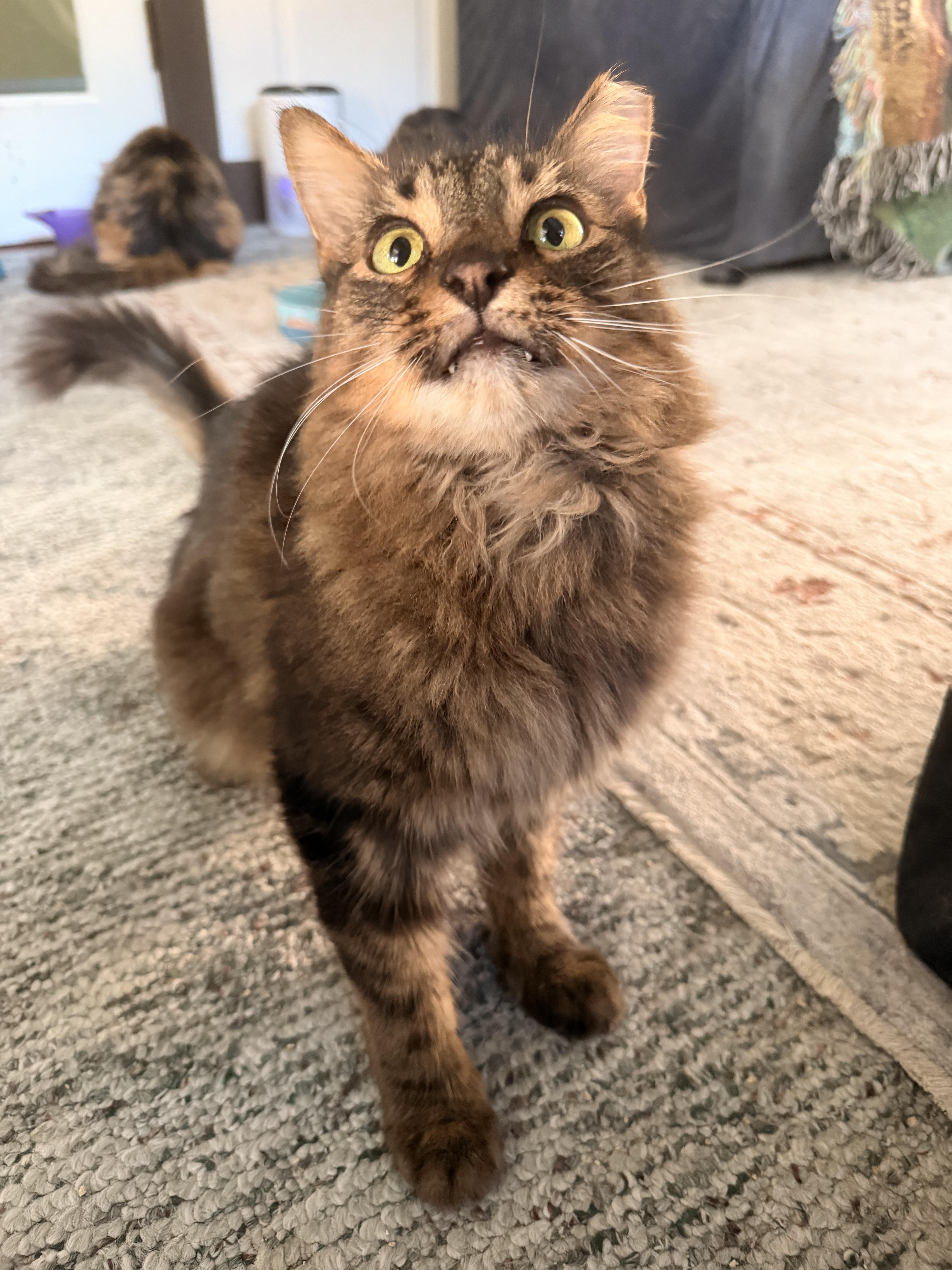 Enlarge Remmick, a Adoptable Domestic Medium Hair in Kissimmee, FL image 1/6