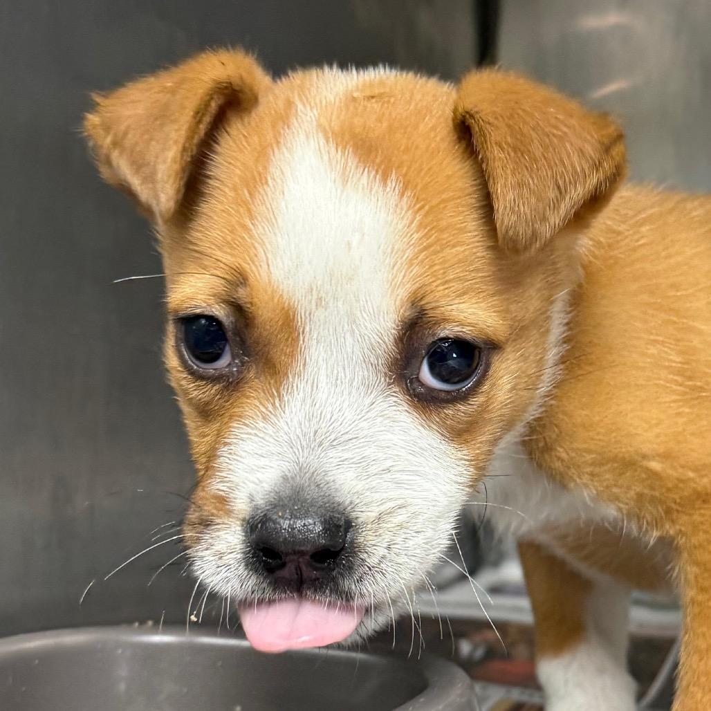 Rex, Adoptable, Young Male Terrier & Mixed Breed.