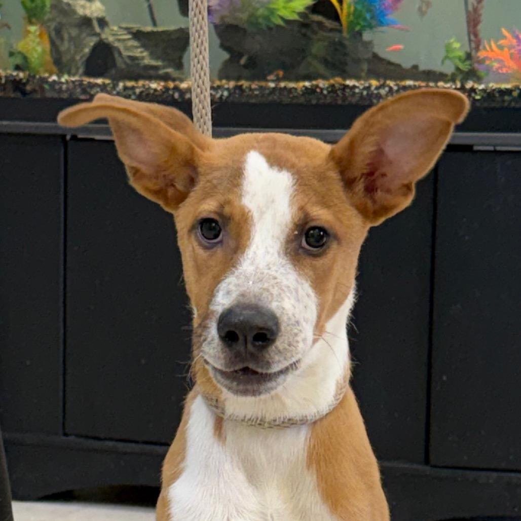 Rex, a Adoptable mixed breed in Jacksonville, AR image 2/2