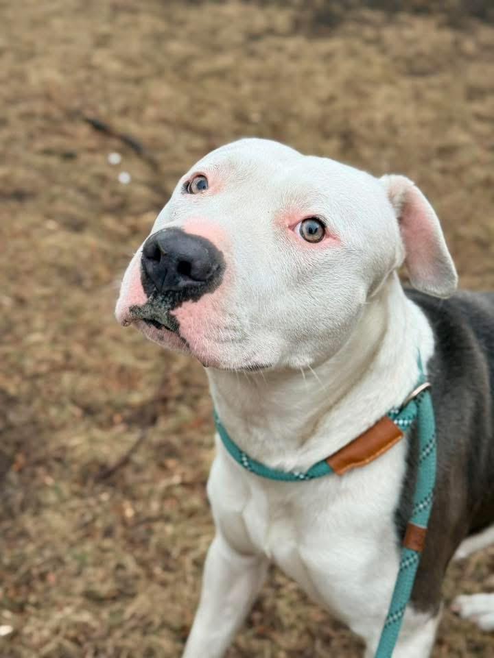 Enlarge Ellis, a ADOPTABLE Pit Bull Terrier in Chicago, IL image 3/5