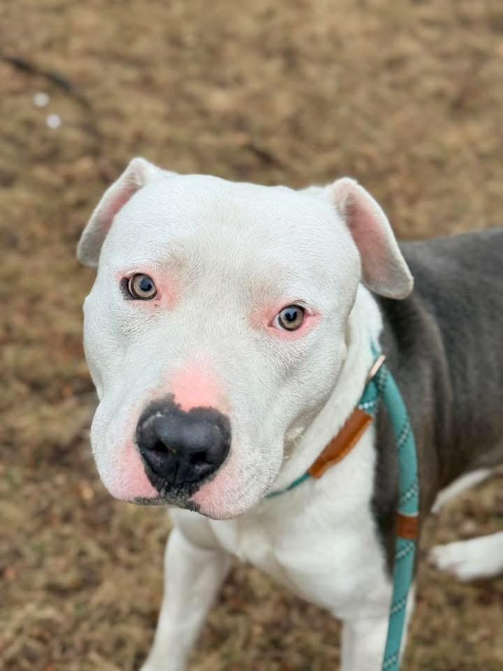 Enlarge Ellis, a ADOPTABLE Pit Bull Terrier in Chicago, IL image 2/5