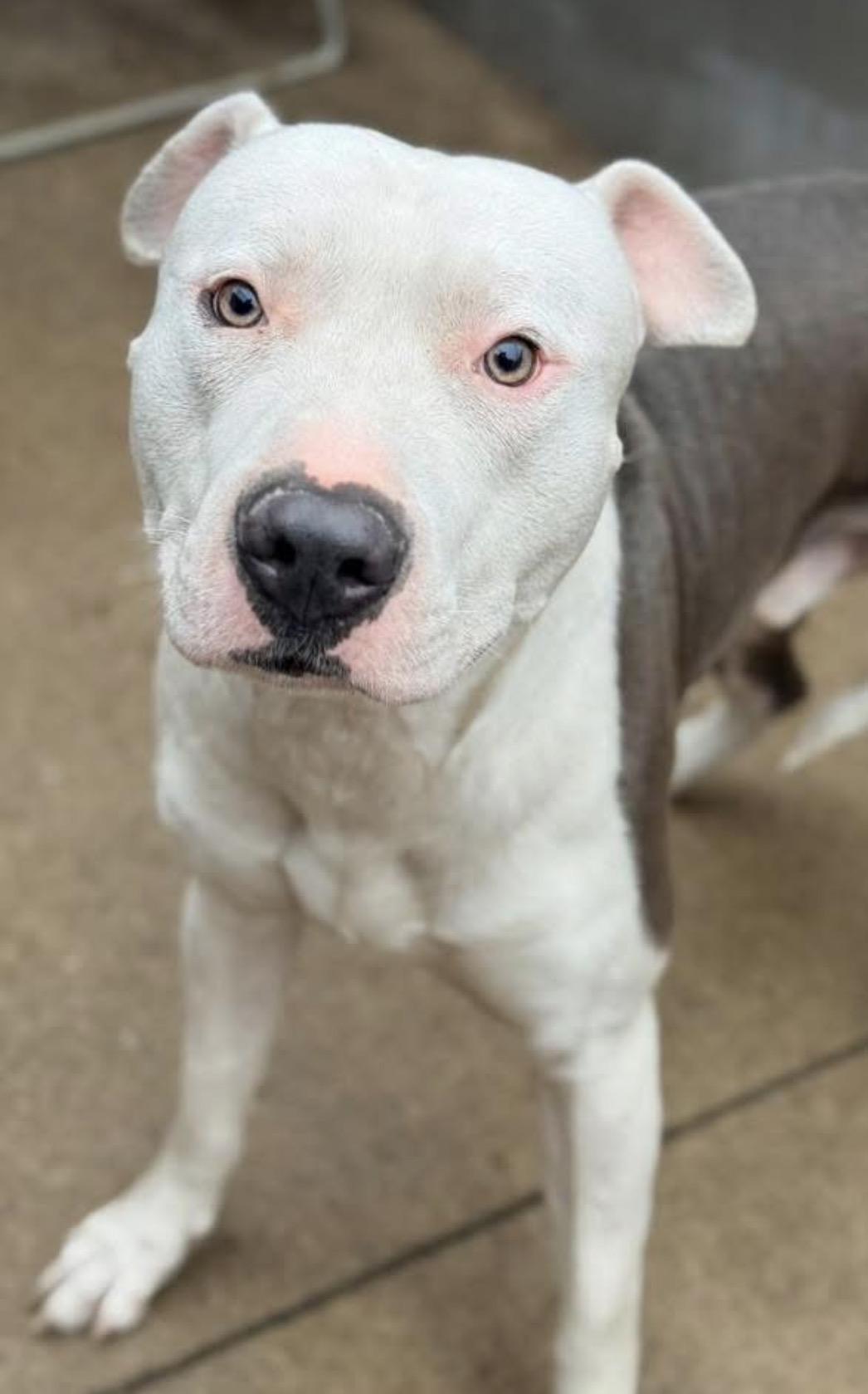 Ellis, ADOPTABLE, Adult Male Pit Bull Terrier.