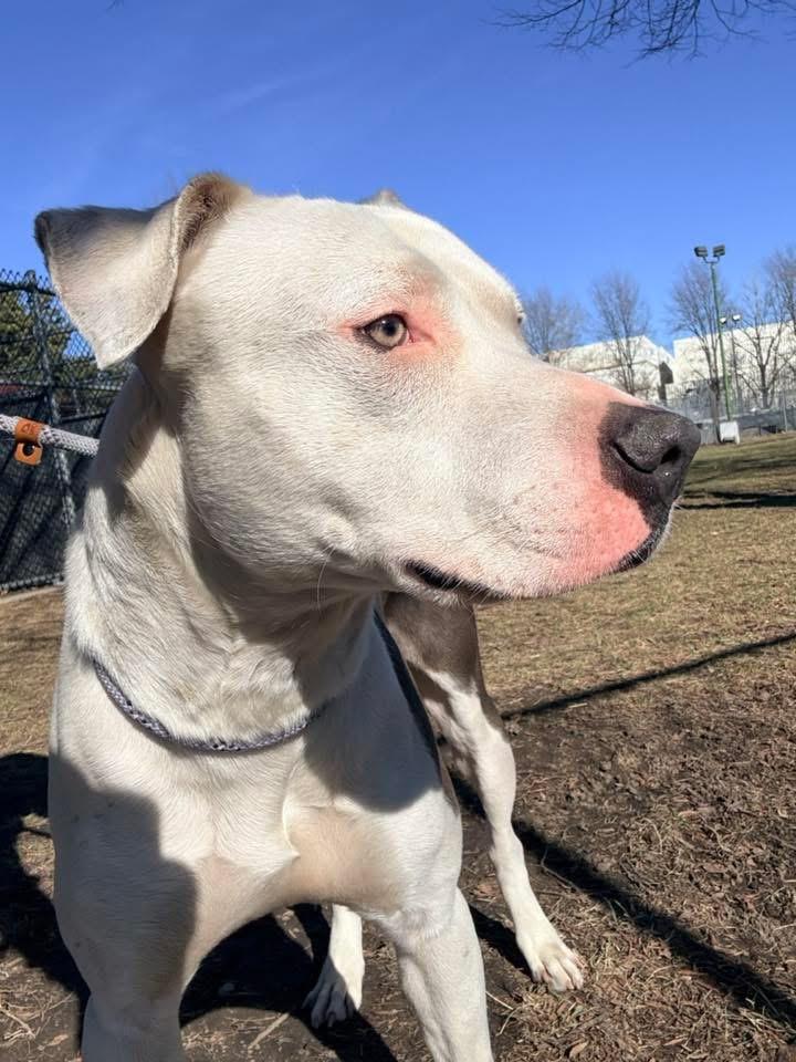 Enlarge Ellis, a ADOPTABLE Pit Bull Terrier in Chicago, IL image 4/5