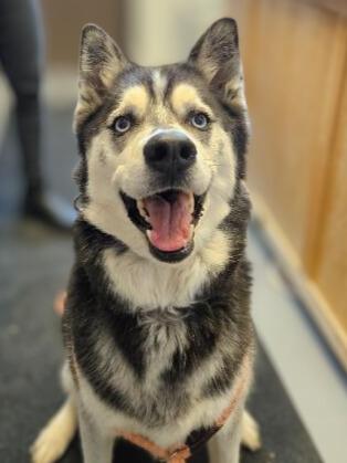 Emma, a Adoptable Husky in Barron, WI image 1/3